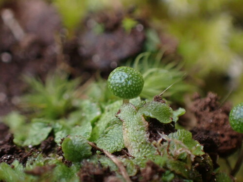 Image of Mannia gracilis by no rights reserved