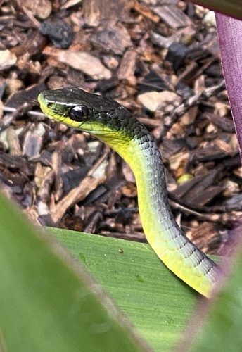 Common Tree Snake sighting