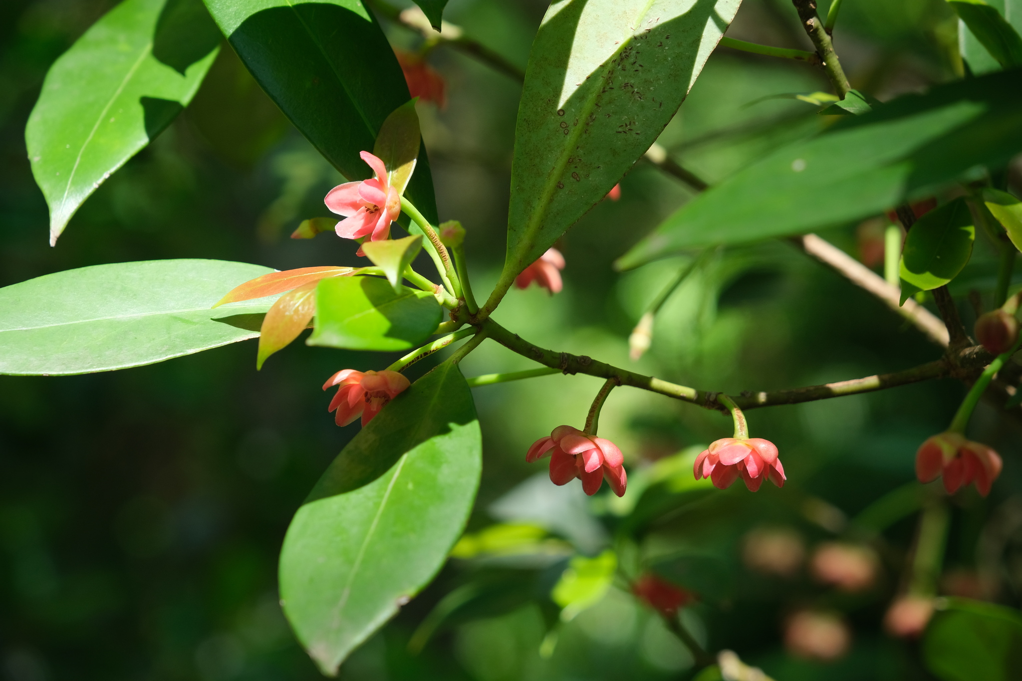 Illicium verum