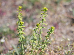 Aecidium euphorbiae