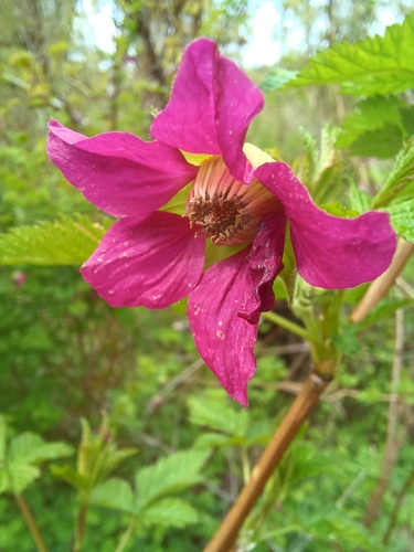 Salmonberry