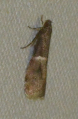 Elegia similella