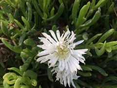 Lampranthus stipulaceus