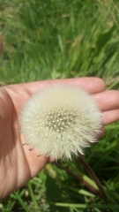 Taraxacum officinale