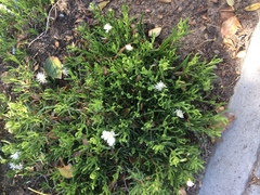 Lampranthus stipulaceus