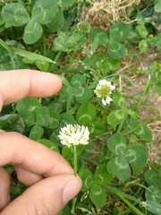 Trifolium repens
