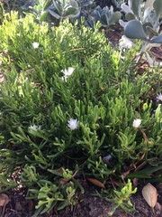 Lampranthus stipulaceus