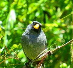 Rhopospina alaudina