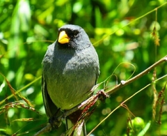Rhopospina alaudina