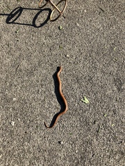 Galvarinus chilensis