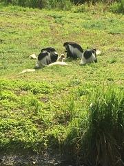 Colobus