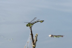 Sinictinogomphus clavatus