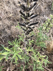 Lupinus elegans