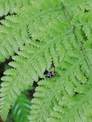 Omophoita boliviana