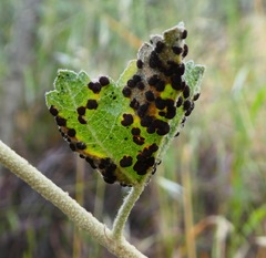 Puccinia malvacearum