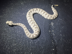Crotalus cerastes laterorepens