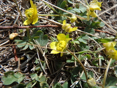 Ranunculus polyrhizos