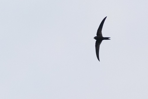 Plain Swift, Chefchaouen, Morocco, photo 7 of 10