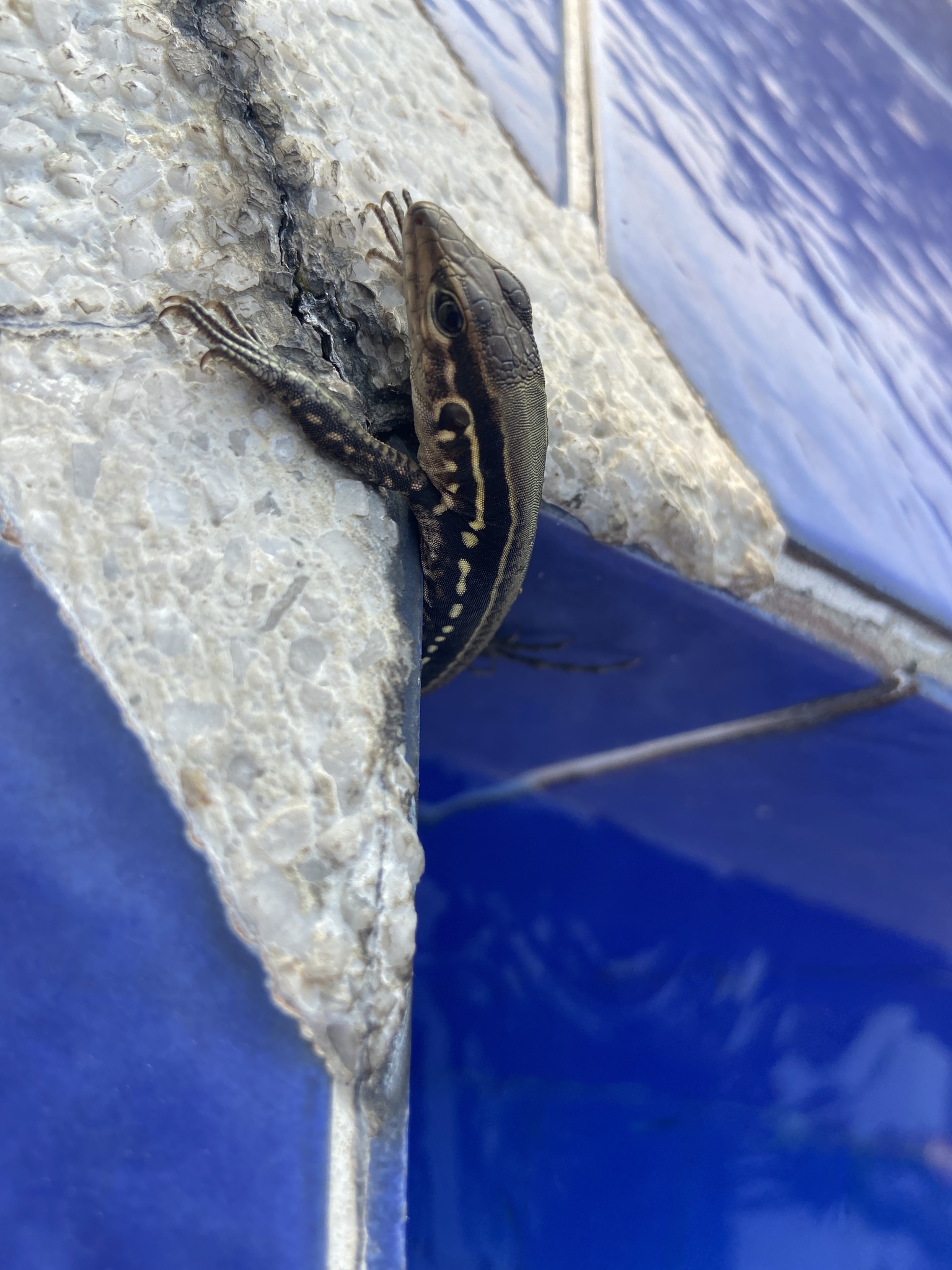 Niceforo's Ameiva photo 5