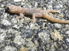 Phyllodactylus nocticolus