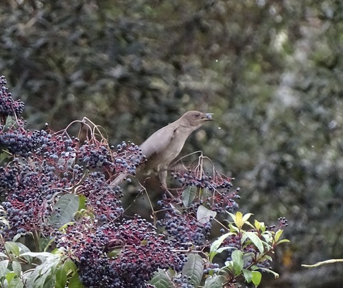 Mountain Thrush (Turdus plebejus), photo 5