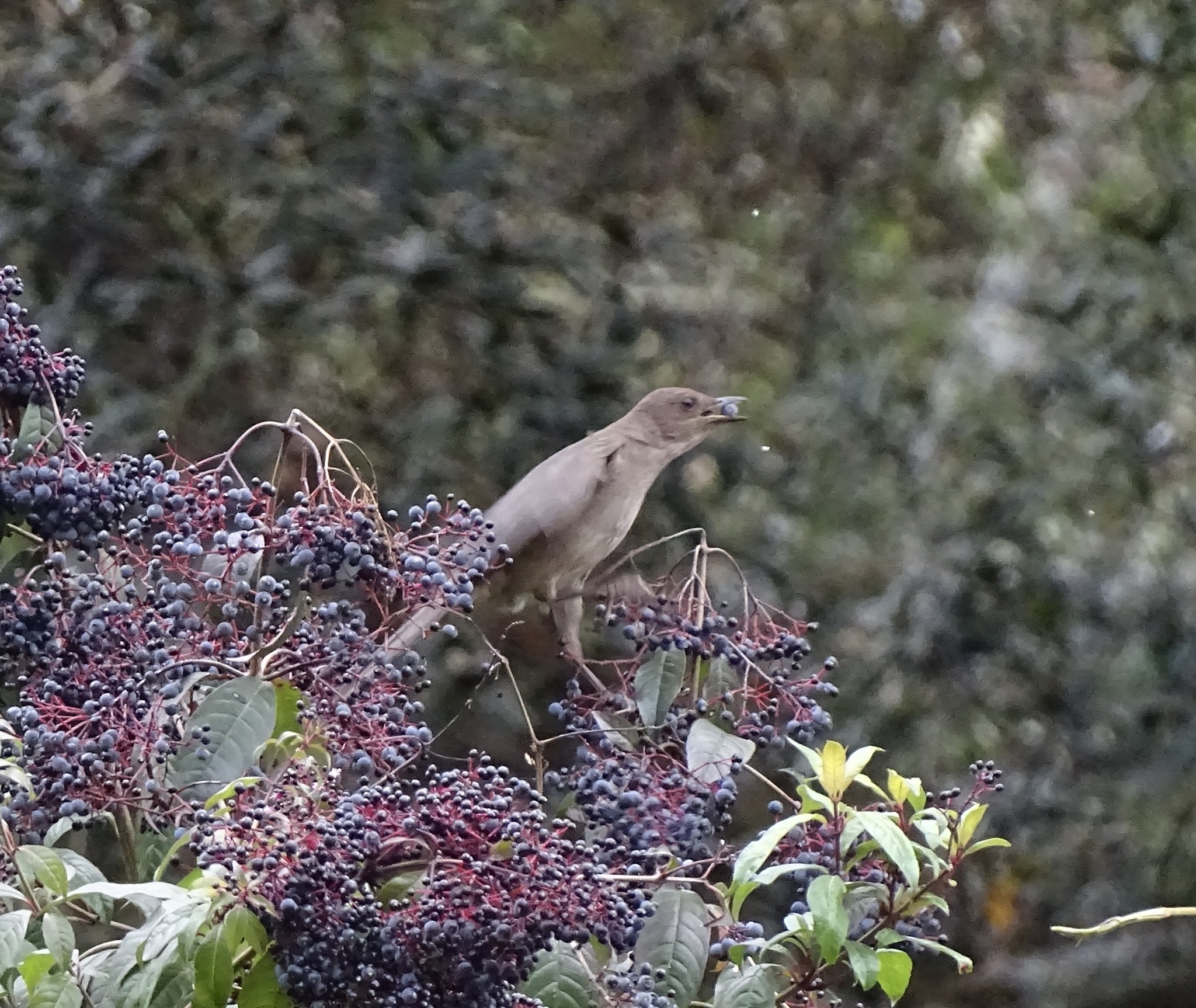 Mountain Thrush illustration