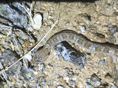 Trimorphodon lyrophanes