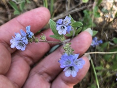 Phacelia breweri