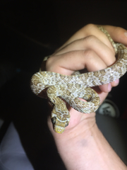 Trimorphodon lyrophanes