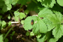Rhingia rostrata