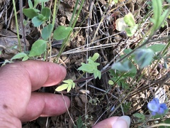 Phacelia breweri
