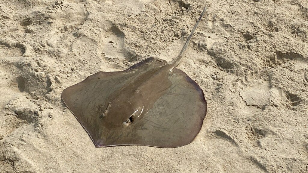 Pakistan Whipray