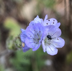 Phacelia breweri