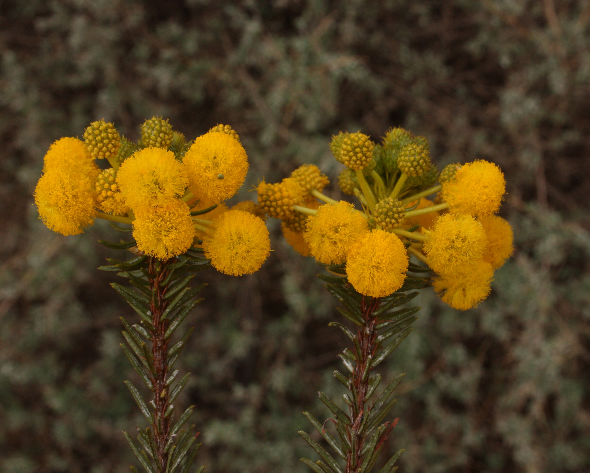 Acacia rossei