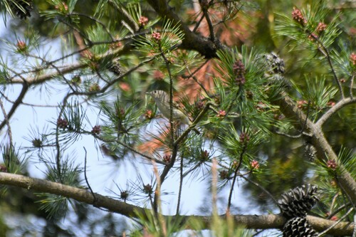 Ruby-crowned Kinglet photographed in Delaware