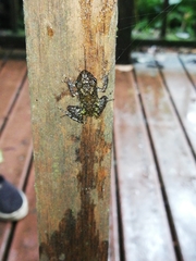 Pristimantis diadematus