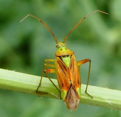Closterotomus