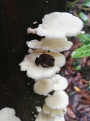 Pristimantis diadematus