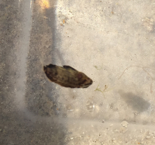 Lobotes surinamensis