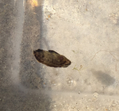 Lobotes surinamensis