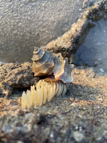 Indothais lacera (Born, 1778)