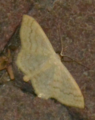 Scopula floslactata