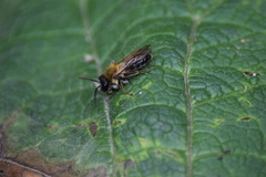 Andrena haemorrhoa