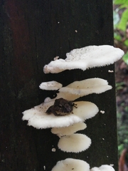 Pristimantis diadematus