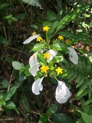 Mussaenda pubescens
