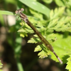 Argia fumipennis