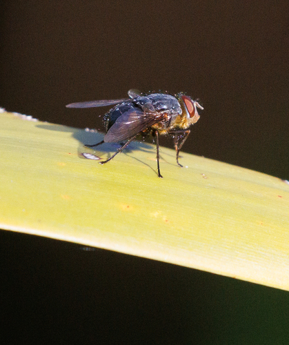 Calliphora norfolka, 2024-04-01