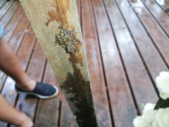 Pristimantis diadematus