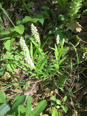 Polygala senega senega