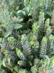 Yeatesia platystegia
